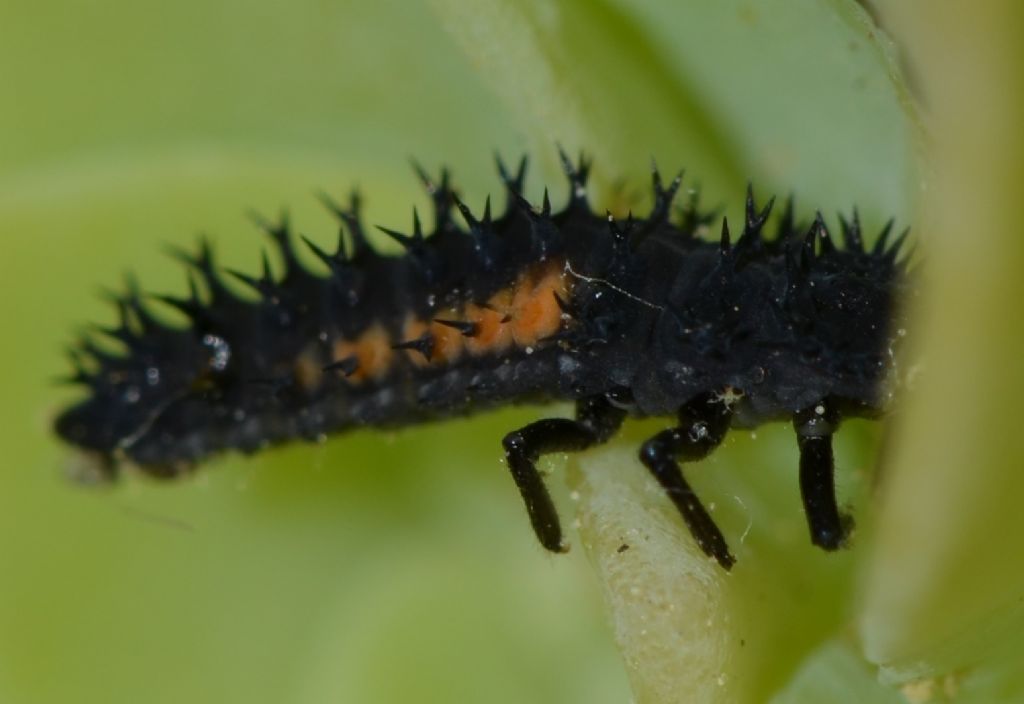 Larva di Harmonia ? Sì !